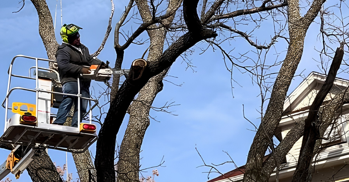 24/7 Emergency Tree Service in Norwalk and Des Moines IA
