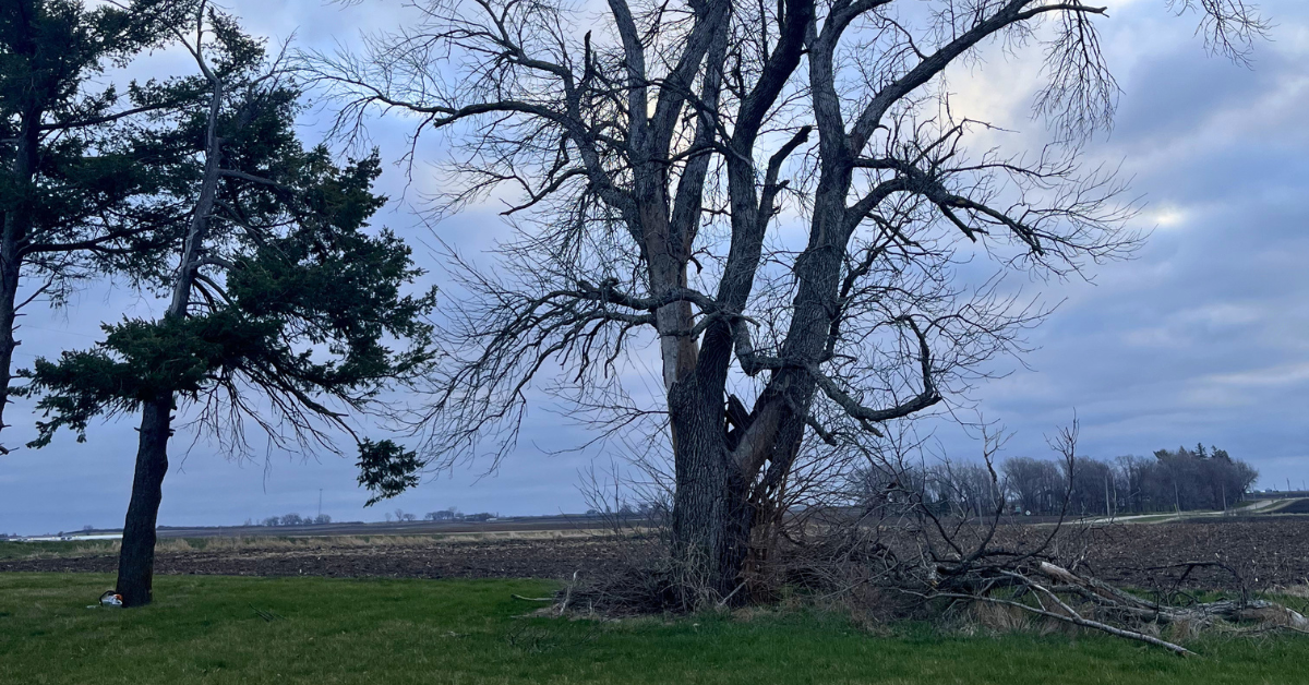 Hazard Tree Evaluation