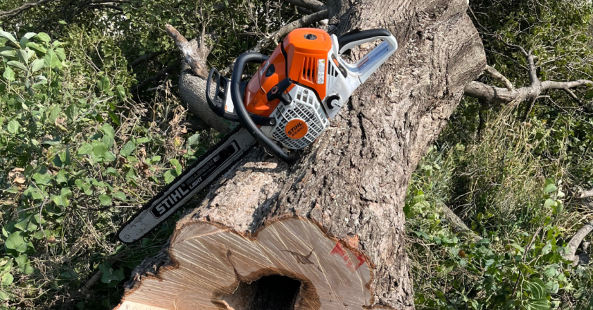 Professional tree trimming in Des Moines during winter dormancy