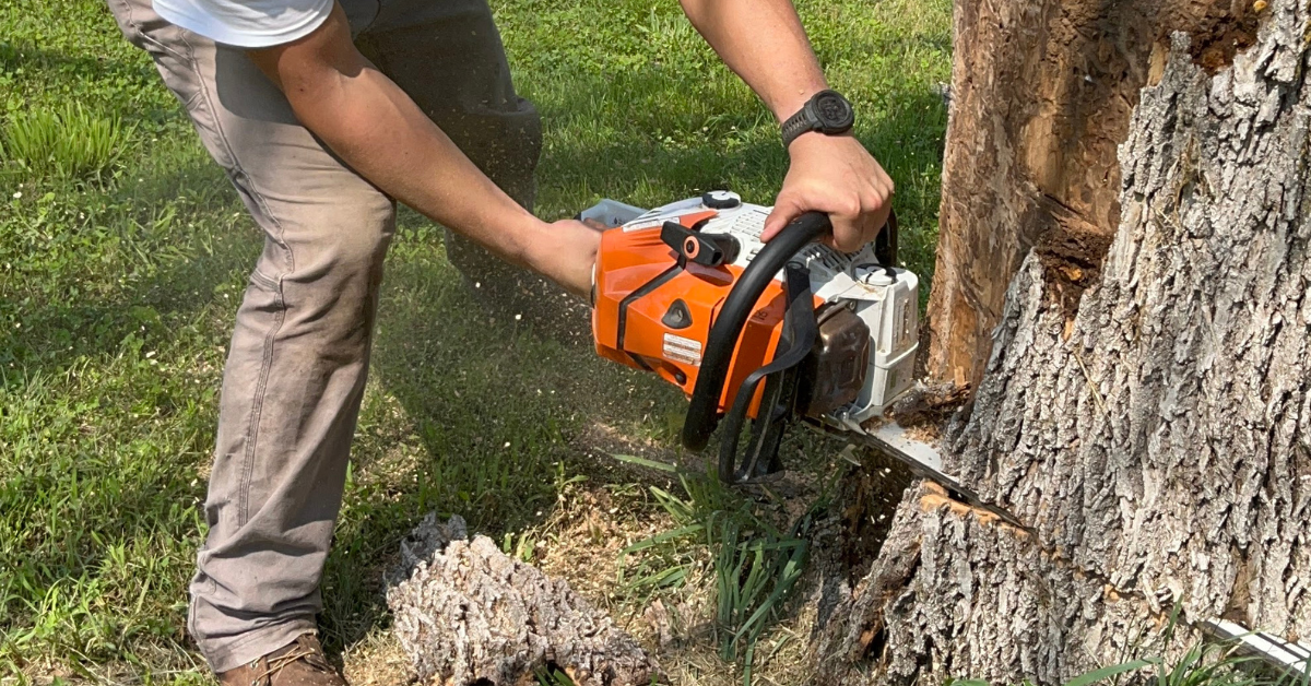 Urgent Risk Tree Removal