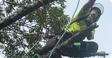 Commercial Tree Services
