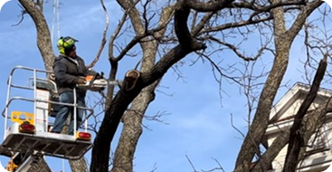 emergency storm tree removal