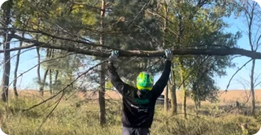 fallen tree removal