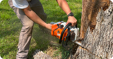 full tree removal