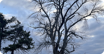 hazard tree assessment