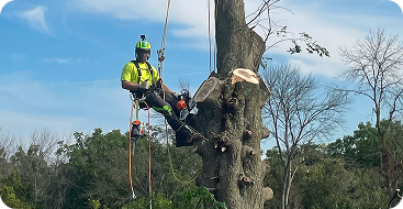 large tree removal